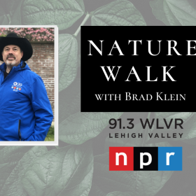 Nature-Walk